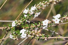 Epacris microphylla