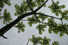 Zanthoxylum ailanthoides