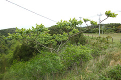 Zanthoxylum ailanthoides
