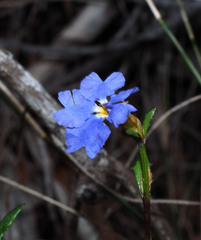 Dampiera stricta
