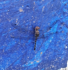 Bradinopyga geminata