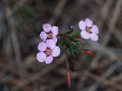 Euryomyrtus ramosissima