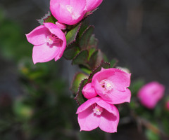 Boronia serrulata