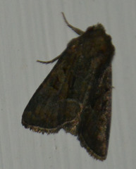 Oligia strigilis
