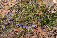 Dampiera stricta