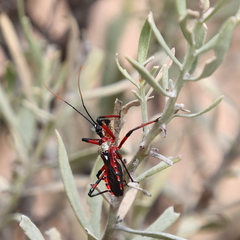 Poecilosphodrus gratiosus