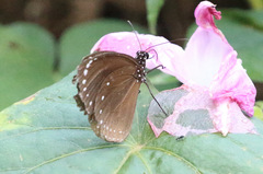 Euploea tulliolus