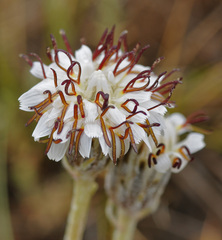Hypochaeris incana