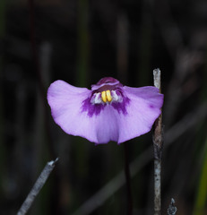Utricularia uniflora