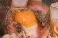 Doriopsilla carneola