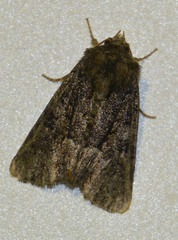 Oligia strigilis