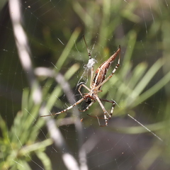 Argiope protensa