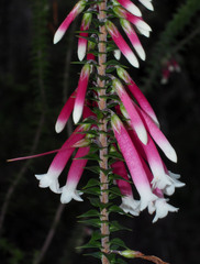 Epacris longiflora