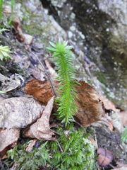 Huperzia lucidula image