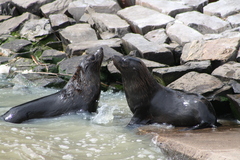 Arctocephalus forsteri