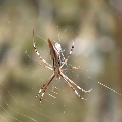 Argiope protensa