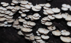 Panellus luxfilamentus