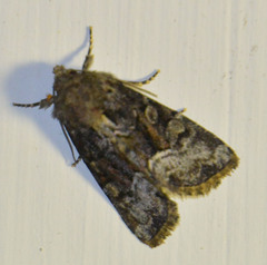 Oligia strigilis