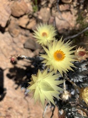 Helichrysum herbaceum