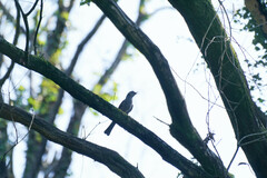 Hypsipetes amaurotis