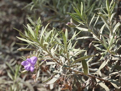 Eremophila