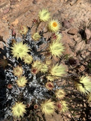 Helichrysum herbaceum