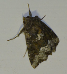 Oligia strigilis