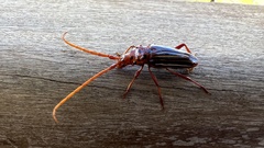 Chydarteres striatus