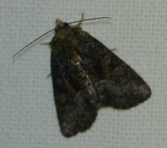 Oligia strigilis