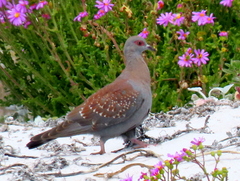 Columba guinea phaeonota