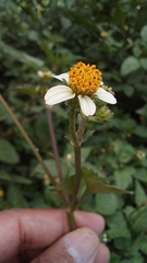 Bidens pilosa