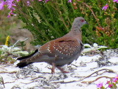 Columba guinea phaeonota