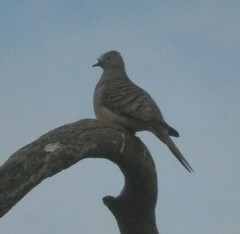 Geopelia placida
