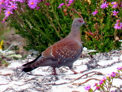 Columba guinea phaeonota