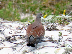 Columba guinea phaeonota