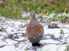 Columba guinea phaeonota