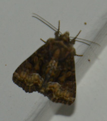 Oligia strigilis