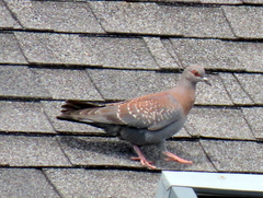 Columba guinea phaeonota