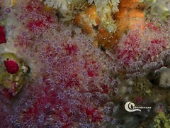 Alcyonium