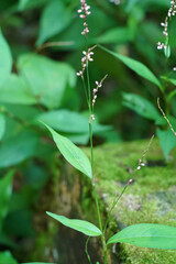 Persicaria posumbu