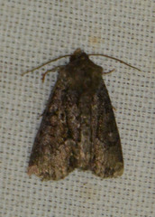 Oligia strigilis