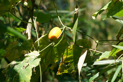 Trichosanthes cucumeroides
