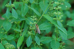 Megacampsomeris prismatica