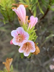 Lobostemon fruticosus