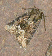 Oligia strigilis