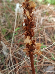 Orobanche