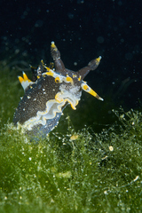 Polycera hedgpethi