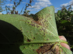 Puccinia convolvuli