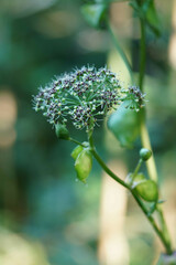 Angelica decursiva