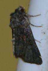 Oligia strigilis
